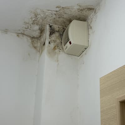 רטיבות ועובש בפינת קיר עם מאוורר