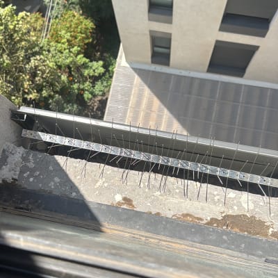 דוקרנים על אדן חלון למניעת ציפורים