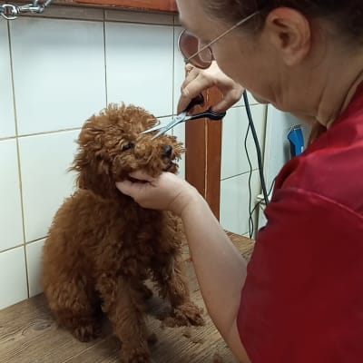ספרית כלבים מספרת כלב פודל חום במספריים במספרת כלבים