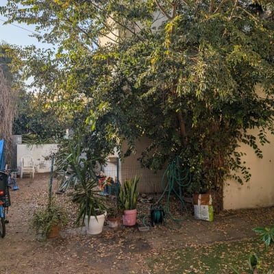 חצר עם עצים, צמחים וכלי גינון שונים.