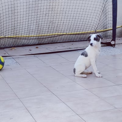 כלב יושב ליד שער כדורגל קטן