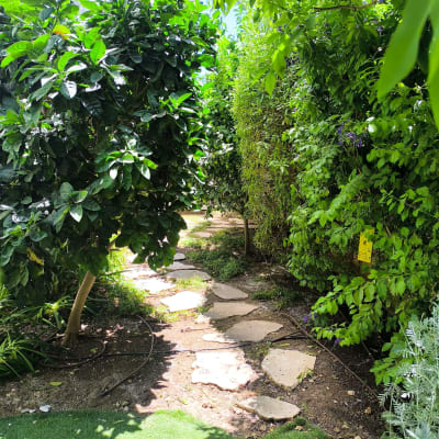 שביל אבן בין עצים ושיחים בגינה ירוקה