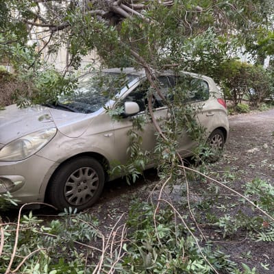 ענפים ועץ שנפלו על רכב חונה, קשור לגיזום