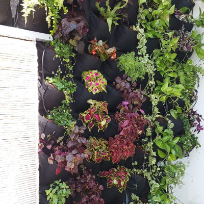 קיר ירוק עם צמחים שונים בכיסי בד שחורים