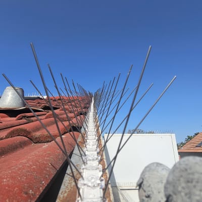 דוקרנים למניעת יונים על גג רעפים אדום