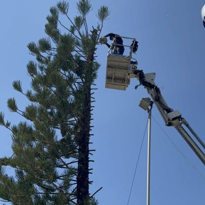 גיזום עץ גבוה באמצעות מנוף בשמיים כחולים