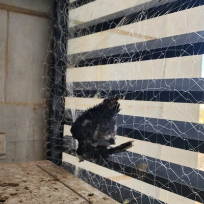 רשת למניעת כניסת ציפורים עם יונה לכודה