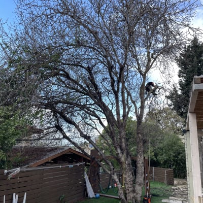 אדם גוזם עץ בחצר עם כלים