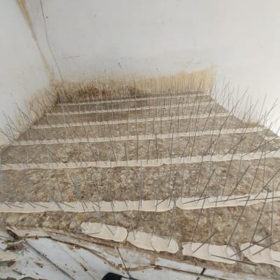 דוקרנים למניעת קינון יונים על מדף בטון