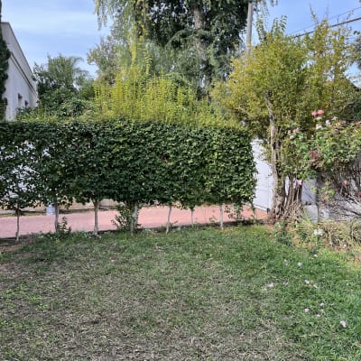 גדר חיה עם שיחים ודשא בגינה