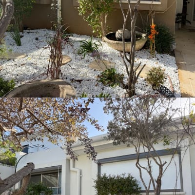 גינה עם צמחייה ואבנים לבנות, דלי צבע ומברשת.