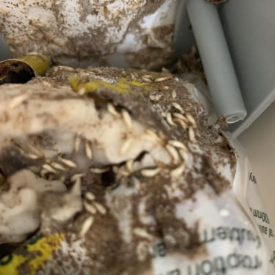 תמונה של מזיקים ופסולת, קשור להדברה