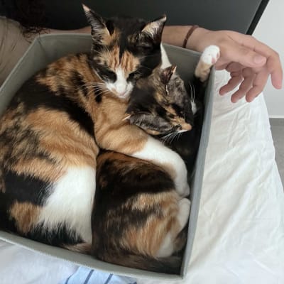 שני חתולים שוכבים יחד בקופסה קטנה
