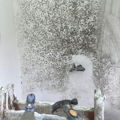 סולם עם כלים לצביעת קיר מוכתם