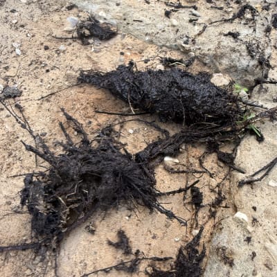 שורשים סתומים בצינור ביוב על קרקע