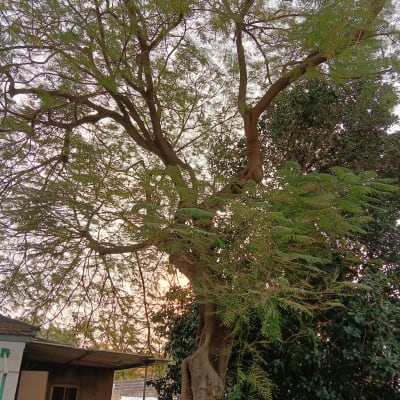 עץ עם ענפים צפופים ועלים ירוקים