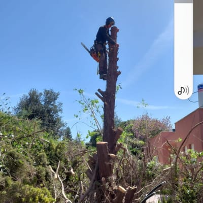 אדם גוזם עץ עם מסור חשמלי