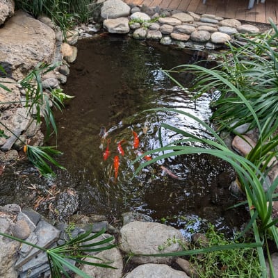 בריכת דגים עם דגי זהב וצמחייה מסביב