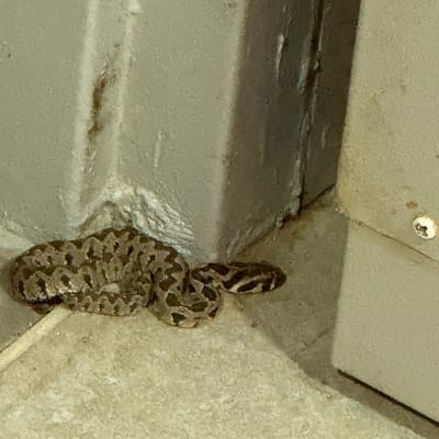 נחש קטן בפינת חדר ליד קיר
