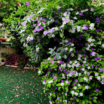 שיחים עם פרחים סגולים ולבנים בגינה ירוקה