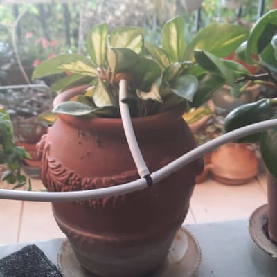 עציצים עם צינורות השקיה במרפסת