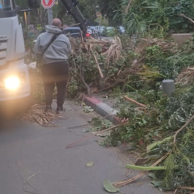 אדם מנקה עלים וענפים עם משאית ברחוב