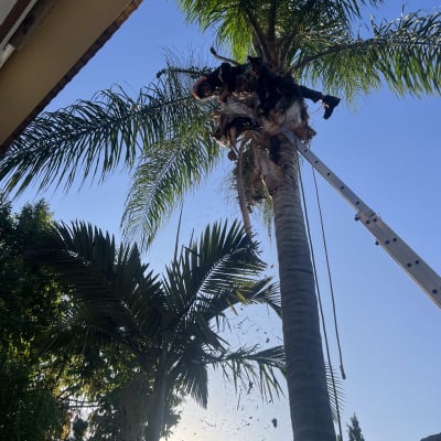 אדם גוזם עץ דקל עם מסור חשמלי