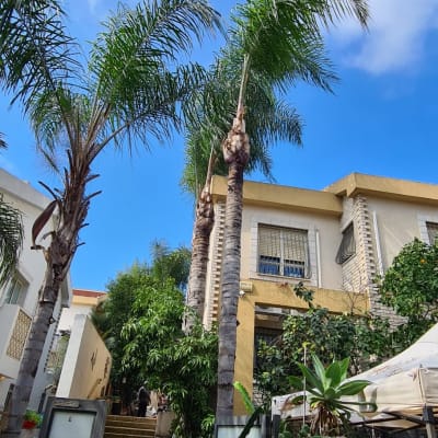 עצים גזומים ליד בית עם עלים על הקרקע