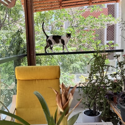 חתול הולך על מעקה במרפסת עם צמחייה מסביב