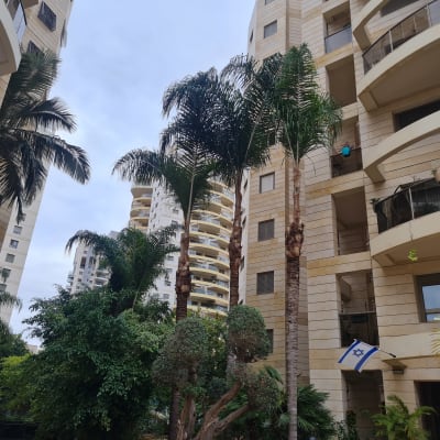 בניינים גבוהים עם עצי דקל וגיזום קל של ענפים