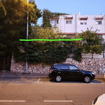 שיחים לפני גיזום עם קו חיתוך מסומן