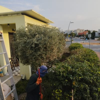 עבודה בגינה עם סולם ועץ זית