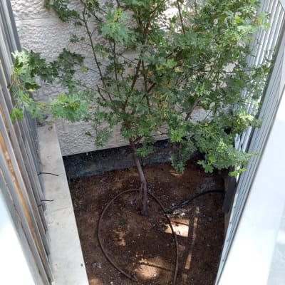 עץ קטן עם צינור השקיה באדמה