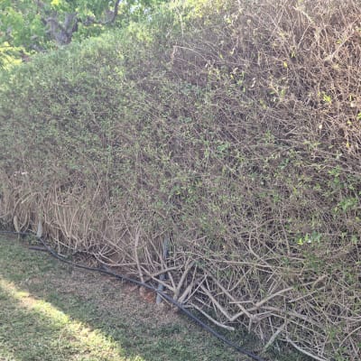 גדר חיה עם צמחים ירוקים ויבשים בגינה