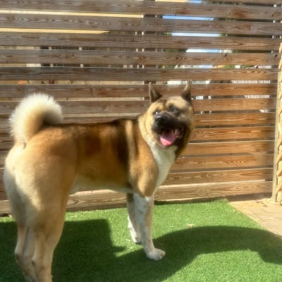 כלב עומד על דשא מלאכותי ליד גדר עץ