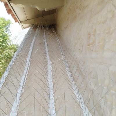 דוקרנים למניעת יונים מותקנים על קיר אבן