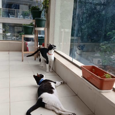 חתולים על מרפסת עם צמחים ועציצים