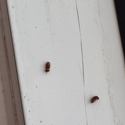 חרקים קטנים על משטח עץ לבן