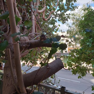 ענפים גזומים של עץ עם עלים ירוקים