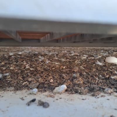 ביצה על מצע של לכלוך ונוצות מתחת למבנה