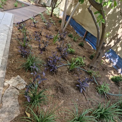 צמחים ירוקים וסגולים נטועים באדמה עם מערכת השקיה