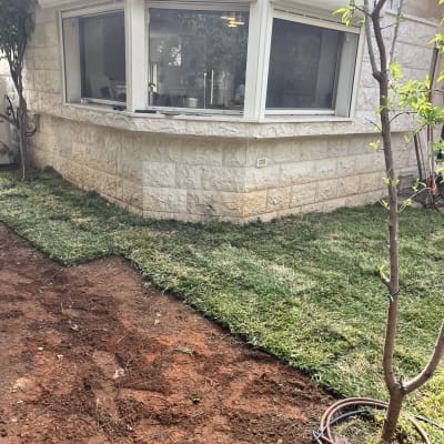 עץ צעיר עם מערכת השקיה על דשא וגינה