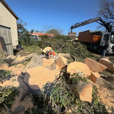 מסור שרשרת על גזעי עץ כרותים וענפים גזומים