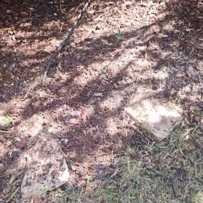 אזור גינה עם אדמה וענפים גזומים