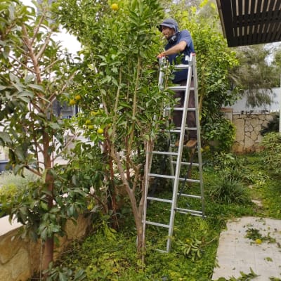 אדם גוזם עץ בגינה עם סולם