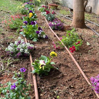 פרחים צבעוניים נטועים באדמה עם צינורות השקיה