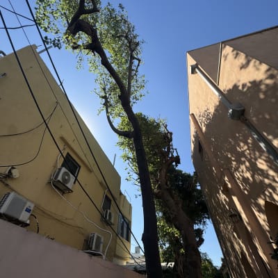 עץ גזום בין שני בניינים עם ענפים חתוכים