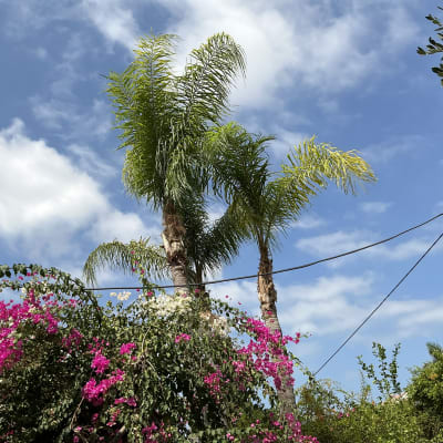 עצים ופרחים בשמיים כחולים, קשור לגיזום