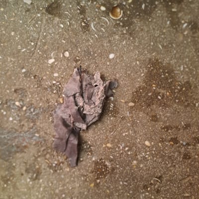 קרקע עם עלה יבש וחלקיקי אבנים קטנים