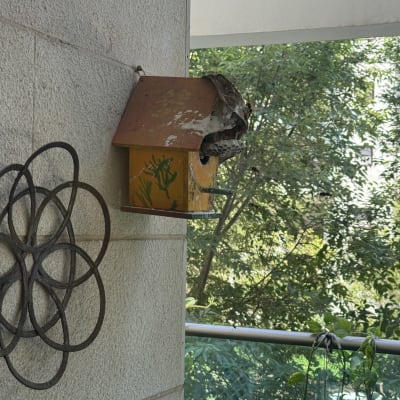 קן צרעות על קיר מרפסת עם עציצים
